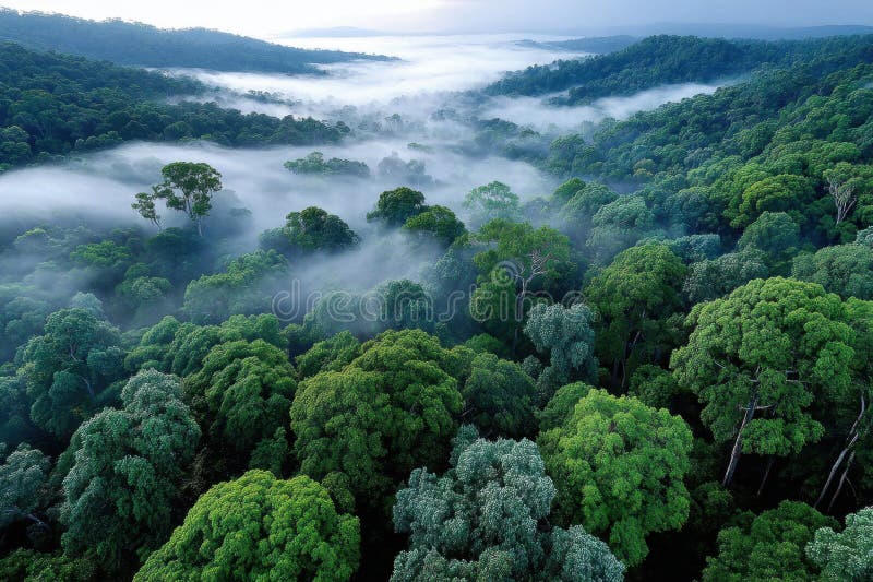 Dossel da floresta amazônica com neblina