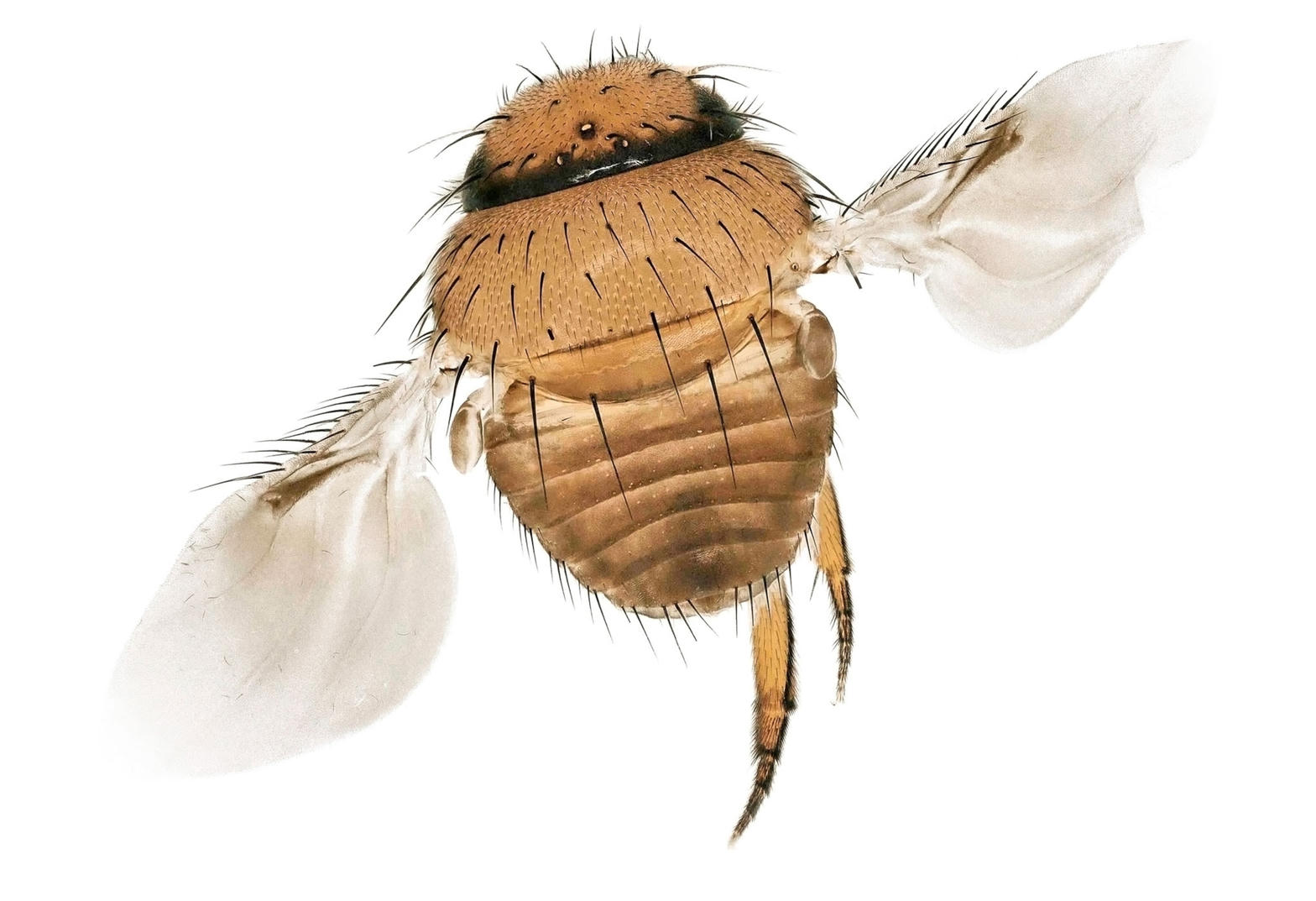 Mosca de close-up do dossel da Amazônia